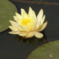 Nymphaea mexicana Zucc.